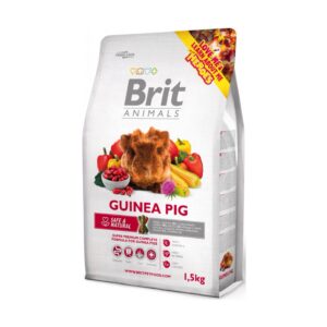 Brit Guinea pig